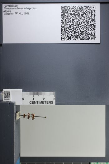 Media type: image;   Entomology 532227